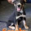 SCOOBY cucciolo divertente