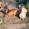 Ricki sucht Zuhause oder Pflegestelle