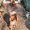 Ricki sucht Zuhause oder Pflegestelle