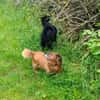 Ricki sucht Zuhause oder Pflegestelle
