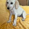 💕Pippa💕 sucht ein schönes Zuhause