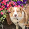 Hundedame Pinky❤sucht ruhiges Zuhause