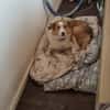 Hundedame Pinky❤sucht ruhiges Zuhause
