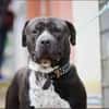 Digger sucht ein Zuhause