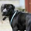 Digger sucht ein Zuhause