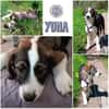 YUNA *  Hundemädchen, lieb & bildhübsch
