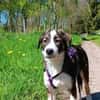 YUNA *  Hundemädchen, lieb & bildhübsch