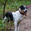 Rollo