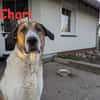 Chari: unsere Habiba (D - 17309)