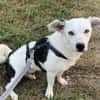 Terrier-Mix NAYA wäre gern Zweithund!