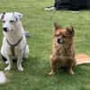 Terrier-Mix NAYA wäre gern Zweithund!