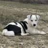 Terrier-Mix NAYA wäre gern Zweithund!
