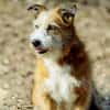 Charakterhund Lizu sucht eigene Familie