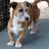 Charakterhund Lizu sucht eigene Familie