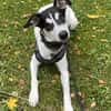 Toller Dobby sucht seine Familie