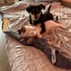 Jessy sucht ihr liebevolles Zuhause