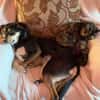 Jessy sucht ihr liebevolles Zuhause