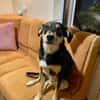 Jessy sucht ihr liebevolles Zuhause