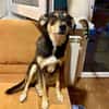 Jessy sucht ihr liebevolles Zuhause