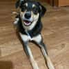 Jessy sucht ihr liebevolles Zuhause