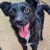 ELVIS möchte adoptiert werden