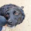 ELVIS möchte adoptiert werden