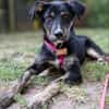 Hundedame BENI in PS auf 76829 Landau