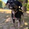 Hundedame BENI in PS auf 76829 Landau