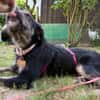Hundedame BENI in PS auf 76829 Landau