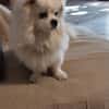 NOUKI