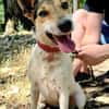 ❤ superliebe Familienhündin ROXY ❤