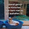 Ganz liebe Tiaga sucht ihr Körbchen