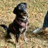 verspielter Pepper sucht Familie