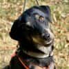 verspielter Pepper sucht Familie