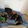 verspielter Pepper sucht Familie