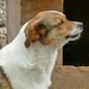 LOKI - ein -Gott zwischen den Welten-
