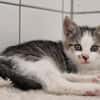 Kitten Abby, Milow, Luna und Mama Cloe