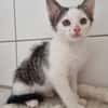 Kitten Abby, Milow, Luna und Mama Cloe