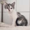 Kitten Abby, Milow, Luna und Mama Cloe
