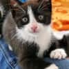 Kitten Lolle, Lotti, Lexi und Leni