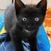 Kitten Lolle, Lotti, Lexi und Leni