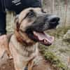 Nika  Schäferhund-Power sucht dich!