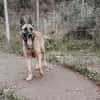 Nika  Schäferhund-Power sucht dich!