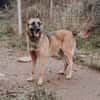 Nika  Schäferhund-Power sucht dich!