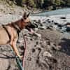 Nika  Schäferhund-Power sucht dich!
