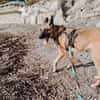 Nika  Schäferhund-Power sucht dich!