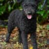 Pudeldame Lotte sucht ein liebes Zuhause