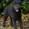 Pudeldame Lotte sucht ein liebes Zuhause
