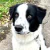 Toller Nico sucht tolle Menschen