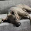 Jerry3 sucht ein Zuhause/Pflegestelle